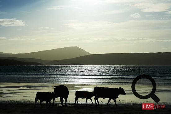 balnakein on sunset north scoland cow